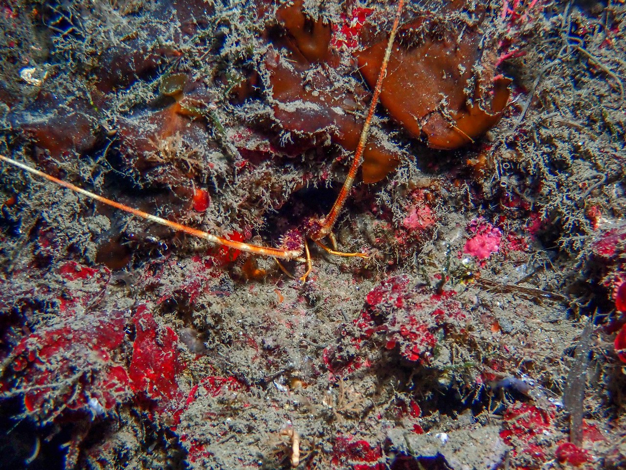 Palinurus elephas Palinurus elephas